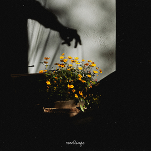 董卿被黑人玩的嗷嗷叫
